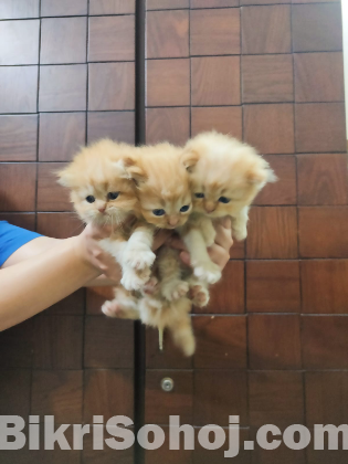 Traditional persian female kitten